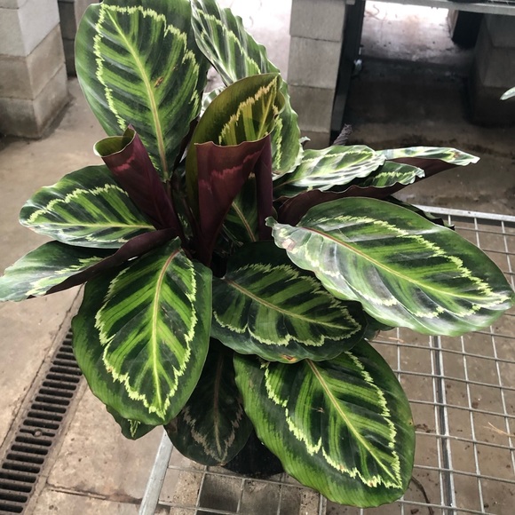 Meet your Posher, Nina - Picture 1 of 1